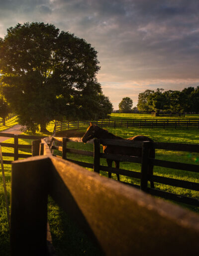 Sunset on KY Horse Farm Lexington, Kentucky