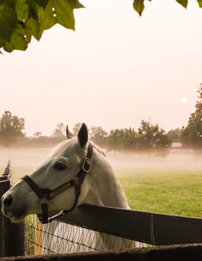 KY Horse Farm Mornings in Lexington, Kentucky