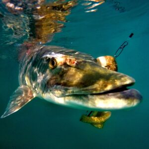 Muskie in Morehead, Kentucky