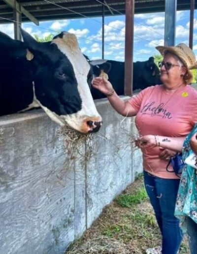 Women feeding cows in Oldham County, Kentucky